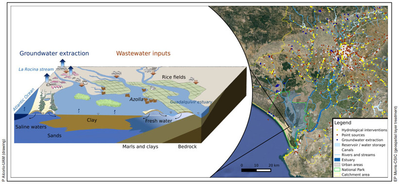 Doñana está afectada por brotes de cianobacterias tóxicas y la expansión de una especie exótica de helecho flotante