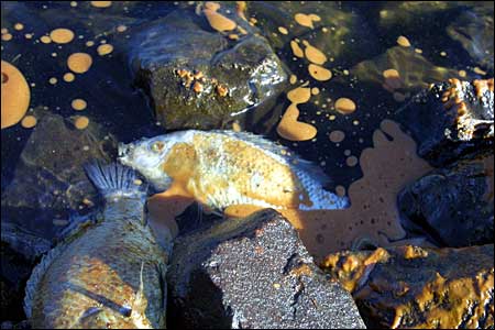 Cómo prever colapsos ambientales