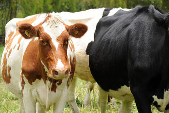 Innovadora herramienta online optimiza el gasto energético de las explotaciones lecheras