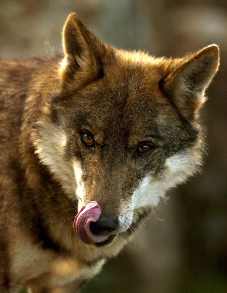 Piden el cese de las batidas de lobo ibérico