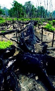 Aumenta deforestación de la Amazonia