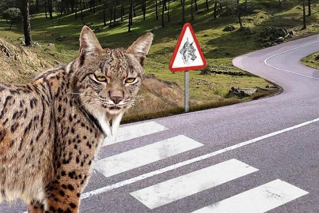 Fondos para evitar atropello de especies amenazadas