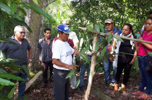 Orquídea mexicana protege selvas y bosque de niebla en el norte de Chiapas