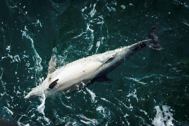 Francia liquida a sus delfines