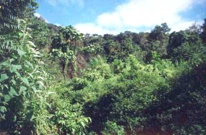 La conservación de los hábitats costeros y de bosques