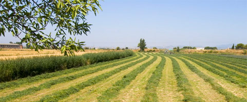 El nuevo Plan Rural de Cataluña se queda ‘corto’