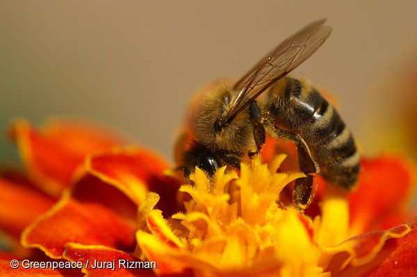 Quieres ayudar a las abejas