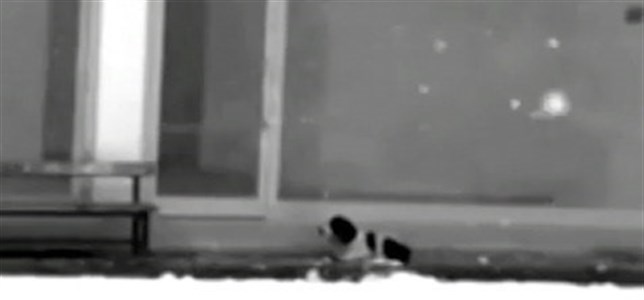 Este hombre le da su chaqueta a un perro muerto de frío (ver VIDEO)