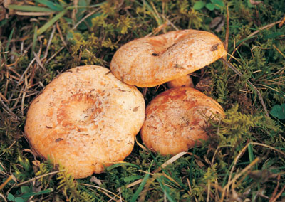 Cataluña. Se inicia la prueba piloto para regular la recolección de setas en Poblet