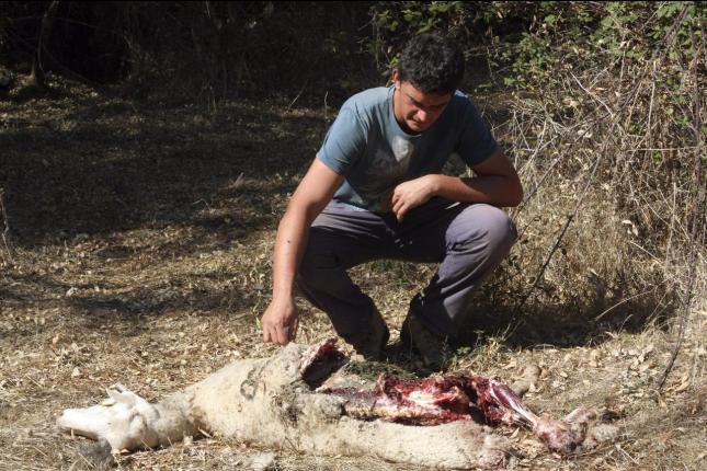 Un ataque de lobos provoca la muerte a nueve ovejas en Perilla de Castro (Zamora)