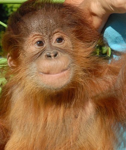 El orangután Silvestre de Santander viaja mañana a Reino Unido para vivir con una madre adoptiva en el Monkey World
