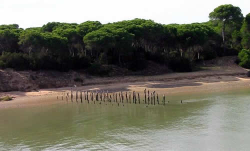Tijeras’ en el Plan Doñana para 2013