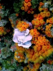 Las Estrategias Marinas de España dan su primer paso