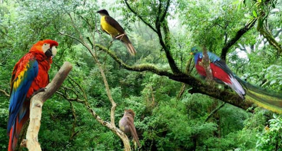 México. El 70% de las especies de aves del país habitan en Chiapas