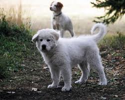 Plan Fénix programa de acogida temporal de cachorros de perros