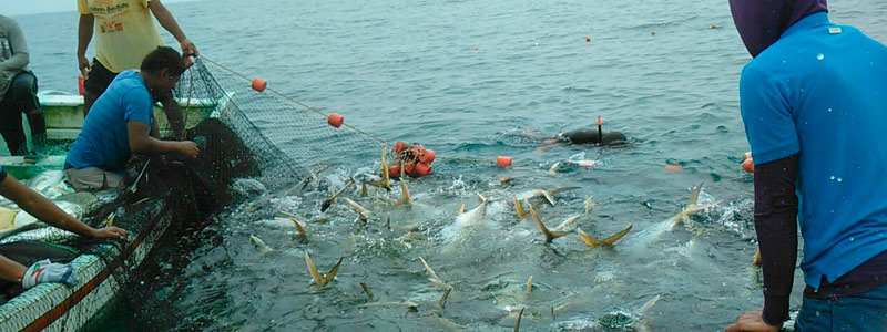 Impulsa la Universidad Veracruzana investigación y pesca sustentable