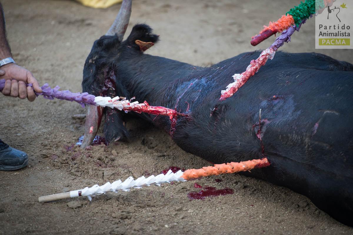 Imágenes ‘repugnantes’ de las becerradas de Zarzalejo (Madrid)