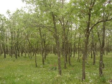 Desarrollan un método para evaluar la presión del ganado sobre el pasto
