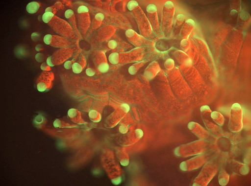 Graban corales en vivo a escala microscópica (Ver VIDEO)