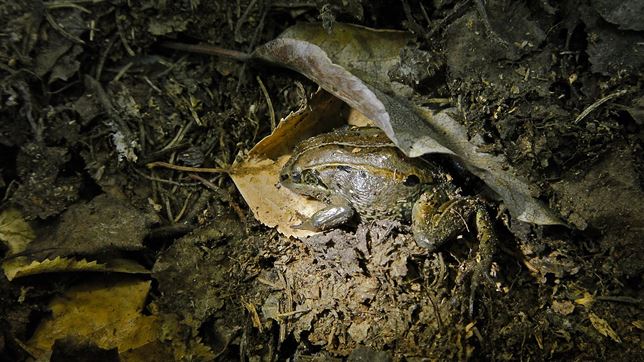 Ranas en Alaska pueden sobrevivir congeladas acumulando glucosa en sus células más de 200 días