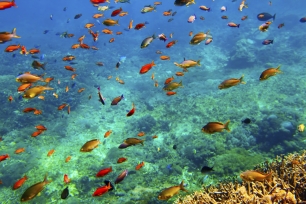 Máster a distancia y con campus virtual en Ciencia y Tecnología Marina