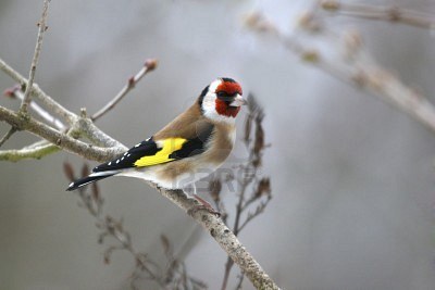 La Reunión de las NNUU sobre la Vida Silvestre exige Tendidos eléctricos más seguros para las aves