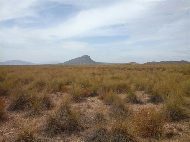 Exigen la protección de los espartales de Cieza y su declaración como ZEPA