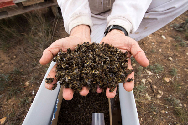 Andalucía ‘aniquila’ a las abejas
