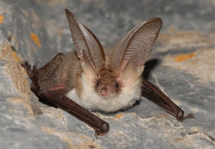 Los murciélagos cuentan con músculos superrápidos