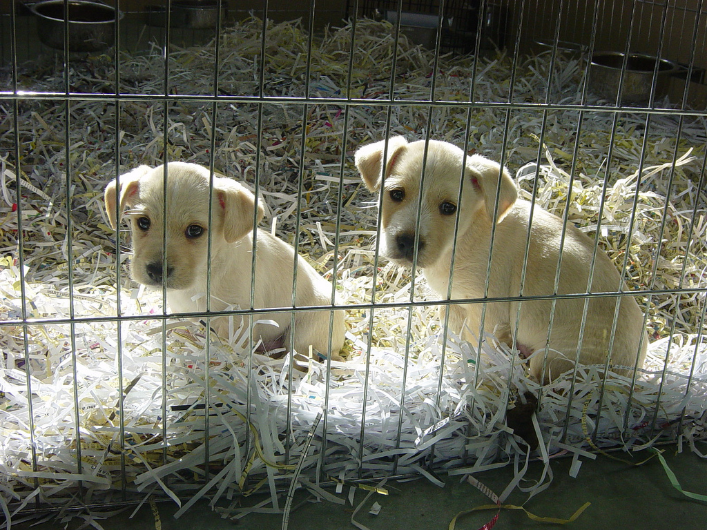 Crece más de un 20% las adopciones de animales durante este verano en Córdoba
