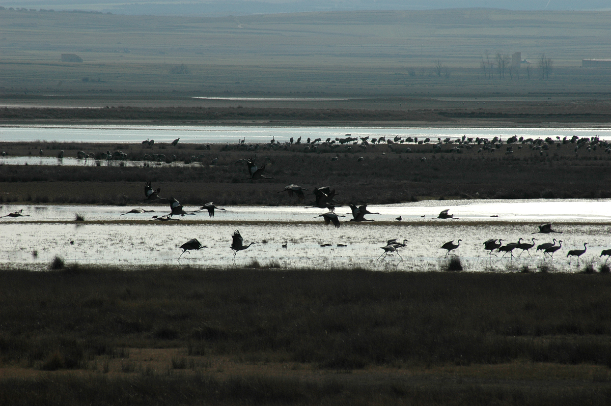 La Laguna de Gallocanta bate récord histórico de grullas en paso con unas 114.700 en un solo día