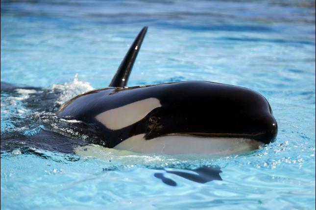 Ecologistas en Acción exige que la orca Morgan sea devuelta a su hábitat natural