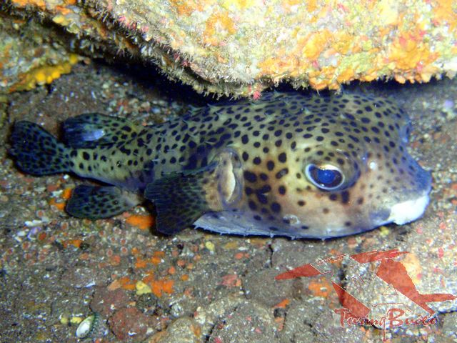 Solicitud del Cabildo. Medio Ambiente dará continuidad de la Reserva Marina de La Palma