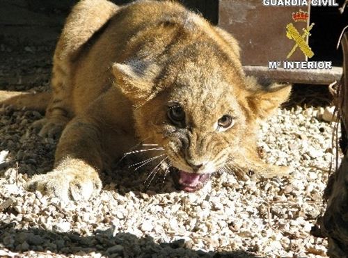 Un circo ambulante abandona a una leona