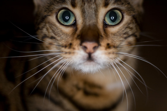 El gato tiene genes de… leopardo