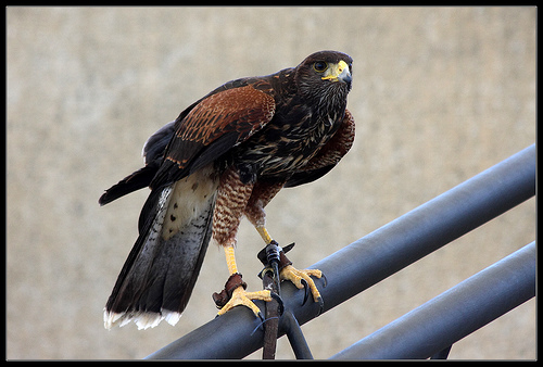 SEO/Birdlife felicita al SEPRONA por desarticular una banda dedicada al comercio ilegal de aves rapaces