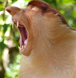 TVE y Canal Sur presentan la serie documental en 4K Jungle Planet. Los últimos grandes bosques