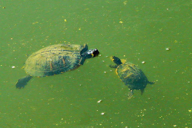 Empieza la erradicación de tortugas de Florida en el pantano de Vallvidriera (Barcelona)