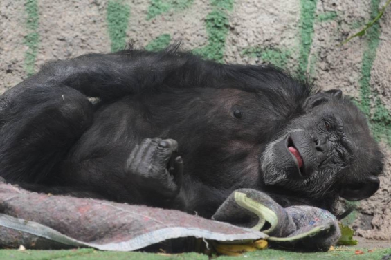 La chimpancé Cecilia custodiada por la policía