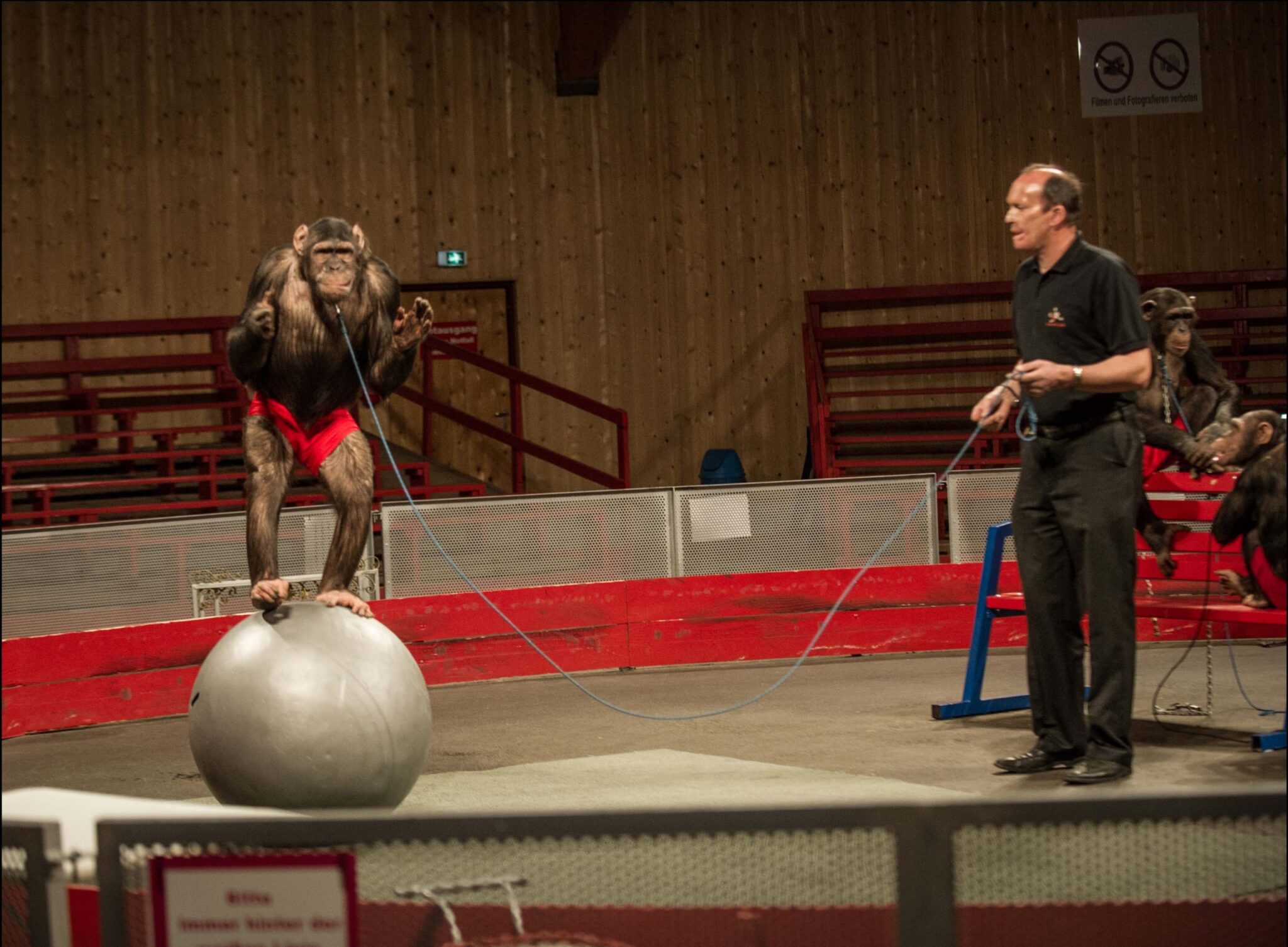 Proyecto Gran Simio sobre la negativa de un zoológico alemán del rescate de chimpancés maltratados