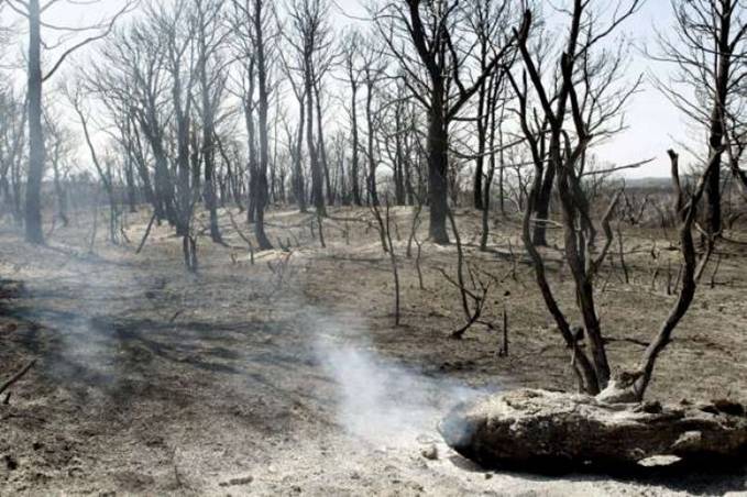 Valencia. Ahora toca la reforestación tras los incendios forestales