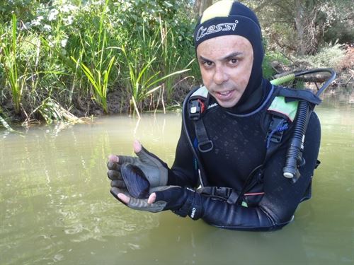 Detectan nuevas poblaciones de náyades en el Ebro y el primer ejemplar vivo de Margaritifera Auricularia en Navarra