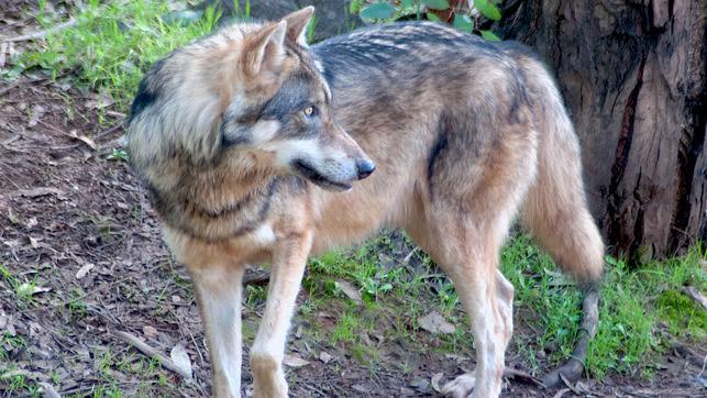 Ecologistas en Acción logra la catalogación del lobo en Andalucía como especie en peligro de extinción