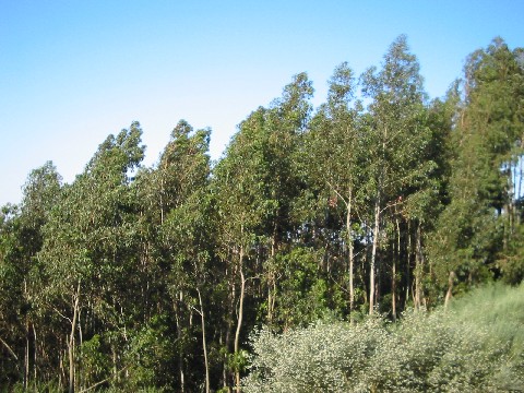 Una empresa pagará una indemnización por cortar 2