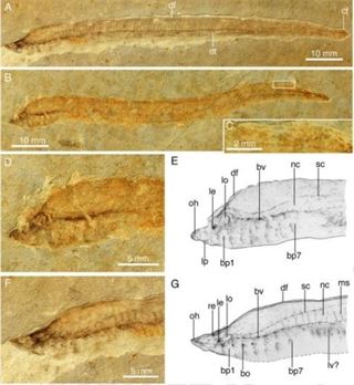 Hallan larvas fósiles de al menos 125 millones de años del ancestro de los vertebrados