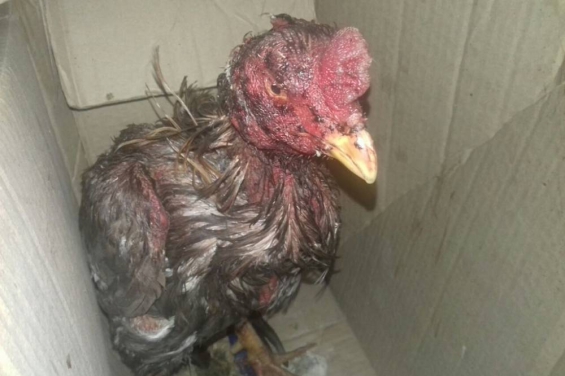 Argentina: Frustraron una riña de gallos y rescataron a 25 aves en Maipú