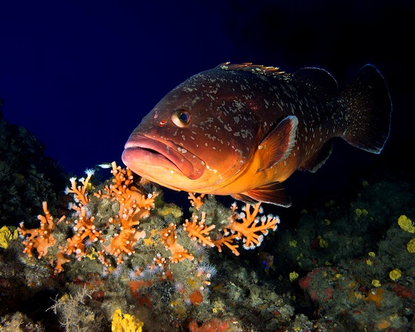 Banco de la Concepción: Un espacio marino de más de 610.000 Has al nordeste de la isla de Lanzarote protegido gracias a los resultados del proyecto INDEMARES