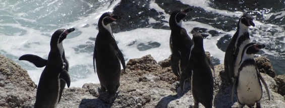 Chile: La Región de Coquimbo marchó por la defensa de su patrimonio natural