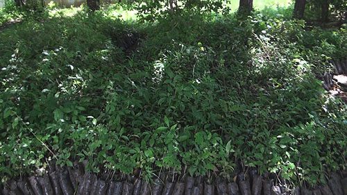 Beneficia reforestación a ríos como El Chichigalpa y los reanima