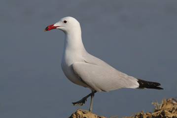 SEO/BirdLife califica de gran paso hacia la conservación de nuestros mares la propuesta de ZEPA marinas del Ministerio de Medio Ambiente